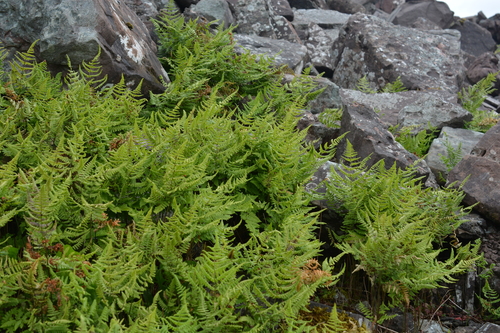 Gymnocarpium robertianum