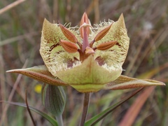 Calochortus tiburonensis