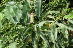 Costus weberbaueri