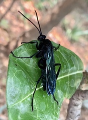 Batozonellus fuliginosus