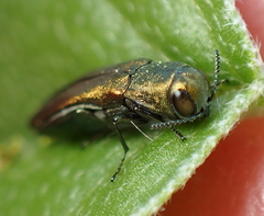 Agrilus lacustris