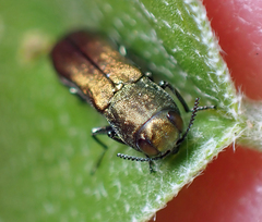 Agrilus lacustris