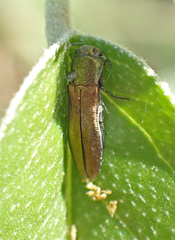 Agrilus lacustris