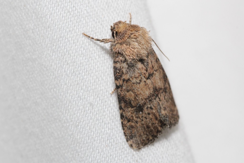Northern Scurfy Quaker