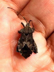 Acanthocoris scabrator