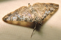 Dysallacta negatalis