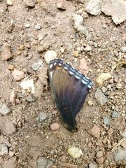 Limenitis arthemis