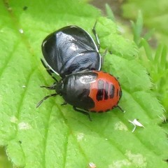 Sehirus cinctus albonotatus
