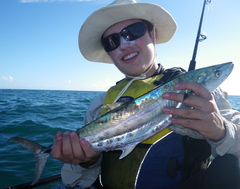 Scomberomorus queenslandicus