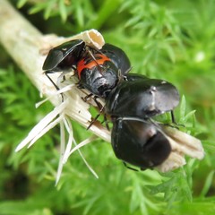 Sehirus cinctus albonotatus