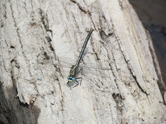 Arigomphus cornutus