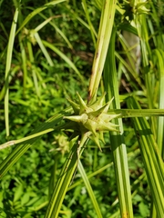 Carex grayi