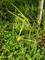 Carex grayi
