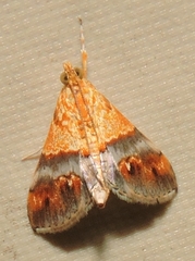 Tetracona amathealis
