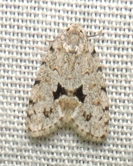 Thallarcha macilenta