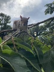 Sciurus carolinensis