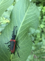 Desmocerus aureipennis