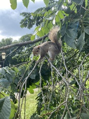 Sciurus carolinensis