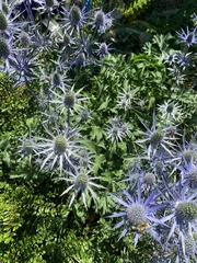 Eryngium planum