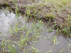 Alopecurus geniculatus