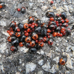 Sehirus cinctus albonotatus