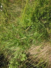 Laserpitium latifolium