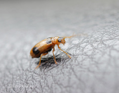 Phyllobrotica quadrimaculata
