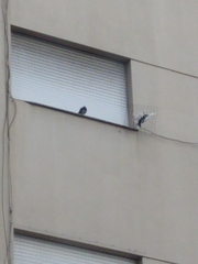 Columba livia