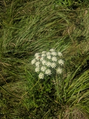 Laserpitium latifolium