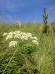 Laserpitium latifolium
