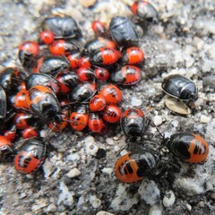 Sehirus cinctus albonotatus