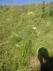 Laserpitium latifolium