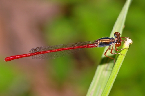 Small Red Damselfly