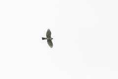 Microspizias collaris