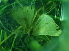 Hypena proboscidalis