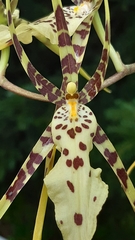 Brassia caudata