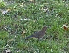 Turdus merula