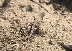 Callisaurus draconoides ventralis