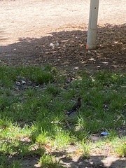 Turdus merula