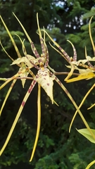 Brassia caudata