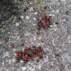 Sehirus cinctus albonotatus