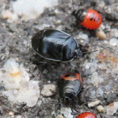 Sehirus cinctus albonotatus