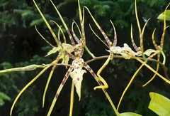 Brassia caudata