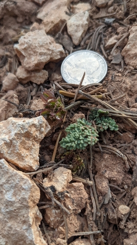 Image of Cymopterus minimus by (c) Darrin Gobble, some rights reserved (CC BY)