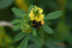 Bombus terrestris