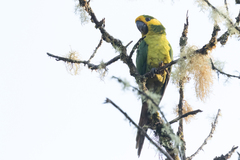 Ognorhynchus icterotis