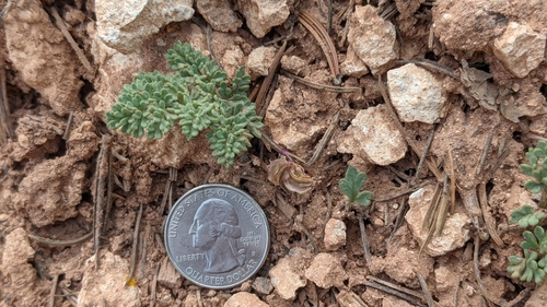 Image of Cymopterus minimus by (c) Darrin Gobble, some rights reserved (CC BY)