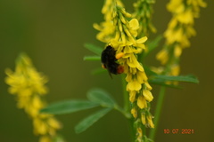 Bombus lapidarius