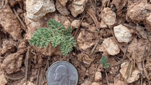 Image of Cymopterus minimus by (c) Darrin Gobble, some rights reserved (CC BY)