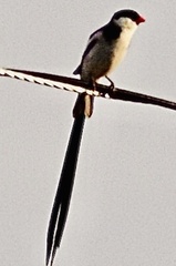 Vidua macroura